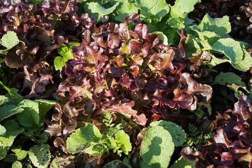 Im HEKS-Garten Burgdorf