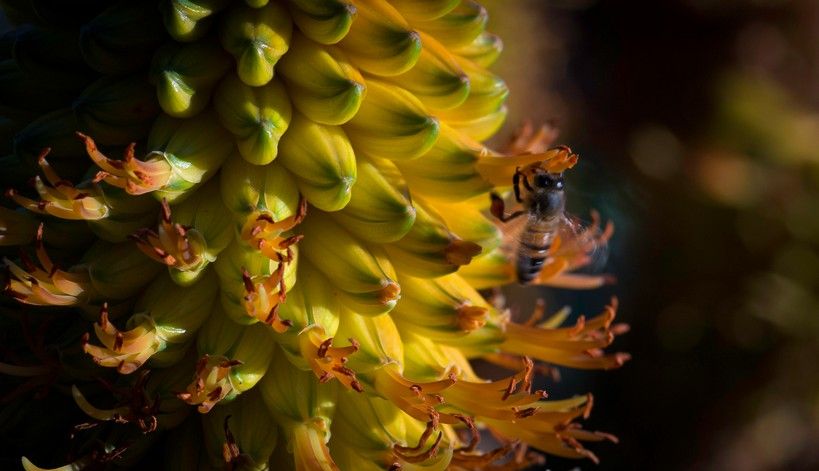 Honey Bee Exploring Succulent Blossoms - Santa Barbara, Californ