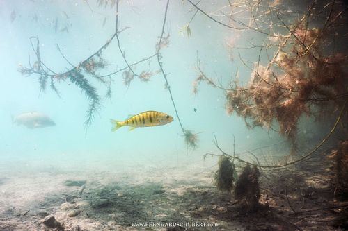 Perca fluviatilis – Flussbarsch