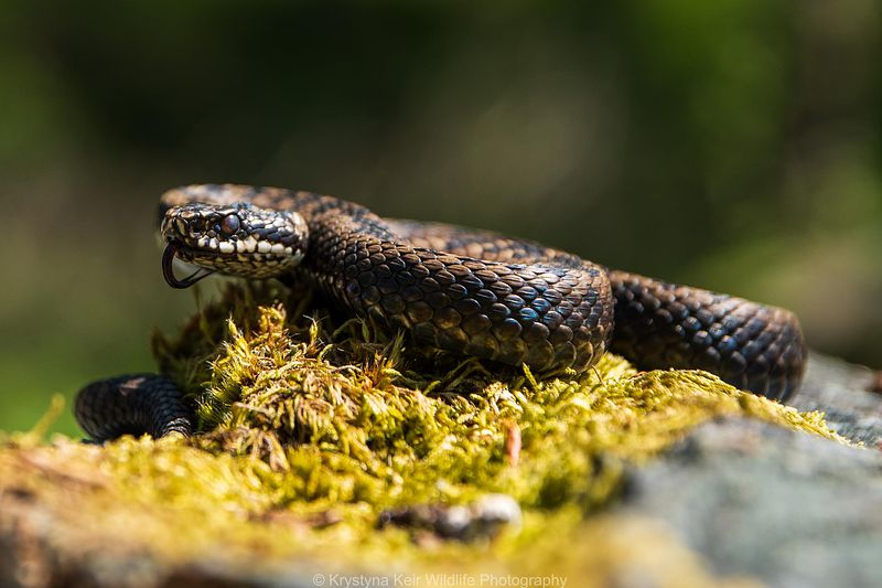 Insects, Fish, & Amphibians