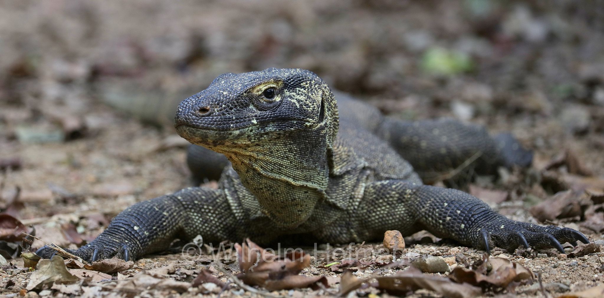 Komodo dragon, Komodo monitor, Komodowaran, Komododrache, varano di Komodo, drago di Komodo, Varanus komodoensis, Komodo Island, Komodo, Lesser Sunda Islands, Kleine Sundainseln, Piccole Isole della Sonda, Nusa Tenggara Islands, Kepulauan Nusa Tenggara, Indonesia, Indonesien