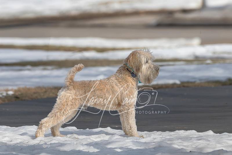 Pet Photography