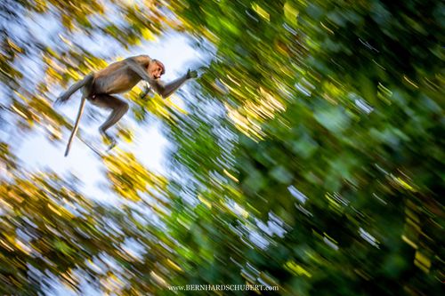 Proboscis monkey in flight