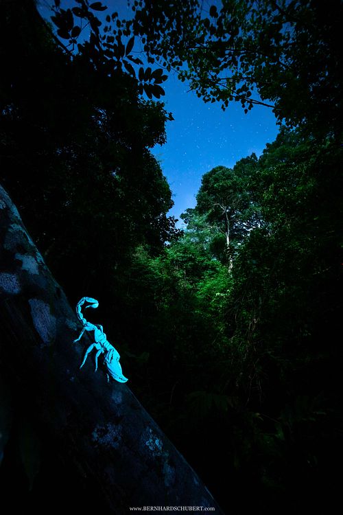 Heterometrus sp. - Asiatischer Riesenskorpion unter UV-Licht
