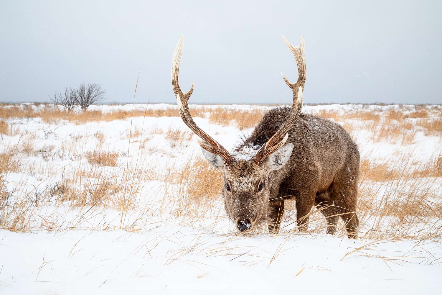 Cervus nippon yesoensis - Yezo-Sika-Hirsch