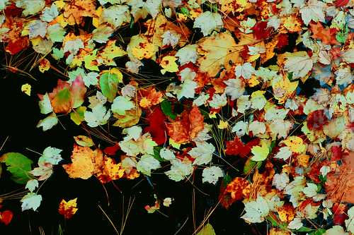 Hello, I am Corinne Turner. A family and lifestyle  photographer based in Hanson and Dennis, Massachusetts.