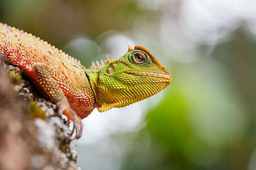 Acanthosaura titiwangsaensis - Malayan mountain horned agamid