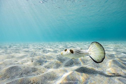 Arothron manilensis - Narrow-lined puffer