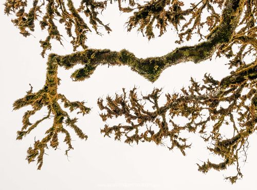 Dead branch of a laurel tree