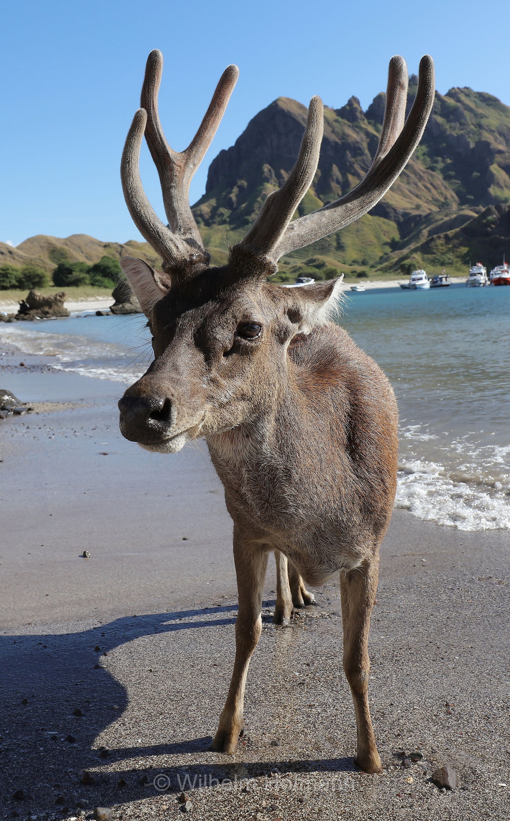 Javan rusa, Sunda sambar, Mähnenhirsch, Rusa, sambar dalla criniera, Rusa timorensis, Cervus timorensis, Pulau Padar, Padar Island, Padar, Pada, Komodo Islands, Komodo, Lesser Sunda Islands, Kleine Sundainseln, Piccole Isole della Sonda, Nusa Tenggara Islands, Kepulauan Nusa Tenggara, Indonesia, Indonesien