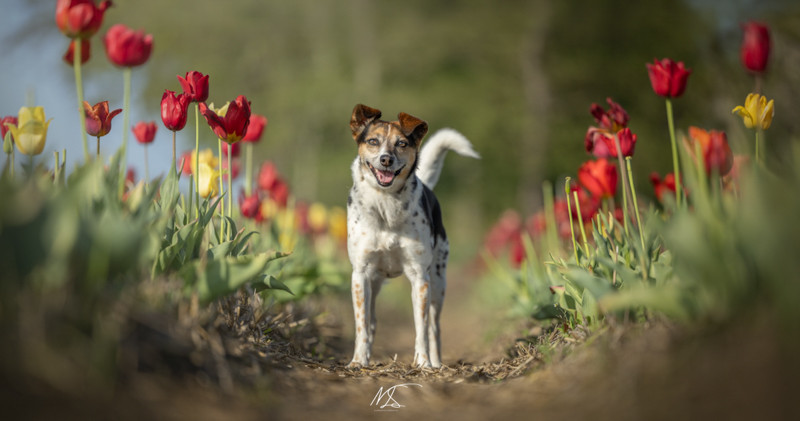 hondje in het midden van een pad van een tulpenveld, rode en gele tulpen aan beide kanten