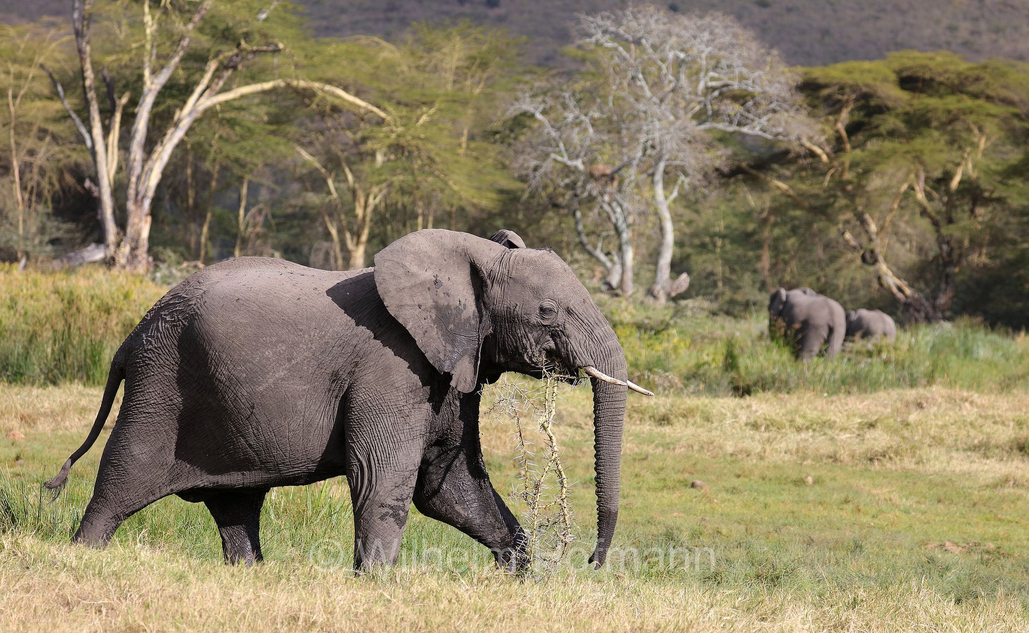 African bush elephant, African savanna elephant, Afrikanischer Elefant, Afrikanischer Buschelefant, Afrikanischer Savannenelefant, Afrikanischer Steppenelefant, elefanto africano, elefanto africano di savana, area di conservazione di Ngorongoro, Ngorongoro Conservation Area, Ngorongoro Krater, Tanzania, Tansania