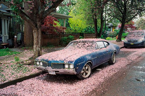 vintage car covered in cherry blossoms shot on color film