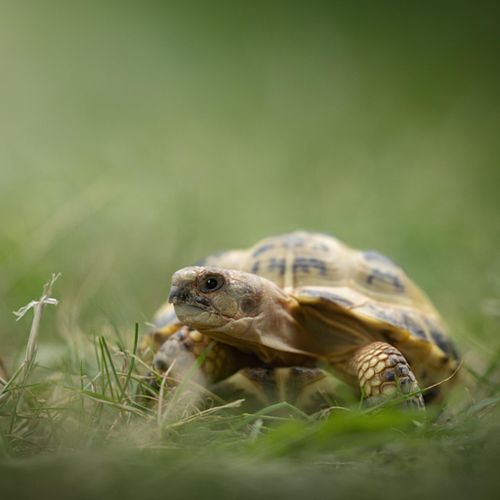Een Fotoshoot met jouw huisdier