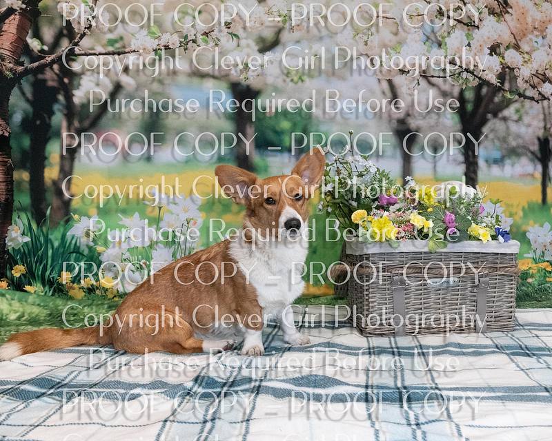 Citidogs Spring (Staff Only)