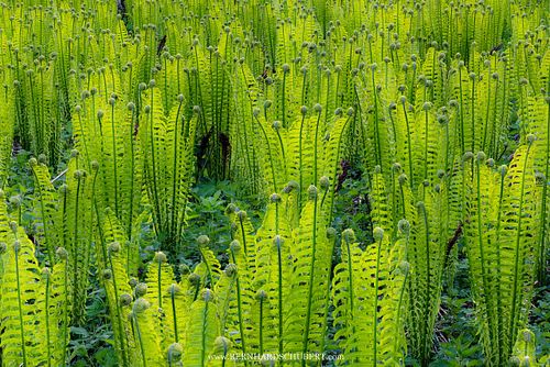 Matteuccia struthiopteris - Ostrich fern