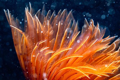 Bispira volutacornis - Fächerröhrenwurm