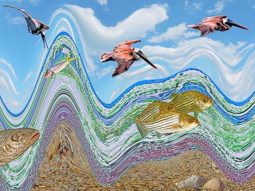 pelicans look for fish, fish watching abstract