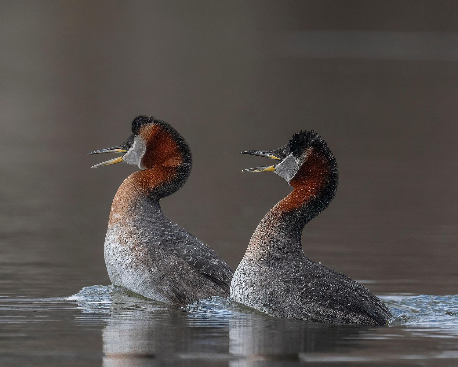 Pair of Red-necked Grebes performing their courtship dance on a calm lake
