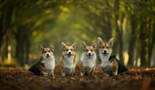 Een fotoshoot met een nestje of meerdere huisdieren