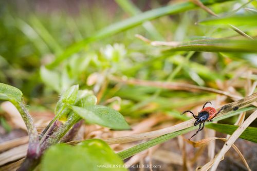 Ixodes ricinus - Castor bean tick
