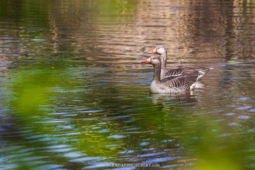 Anser anser - Greylag goose