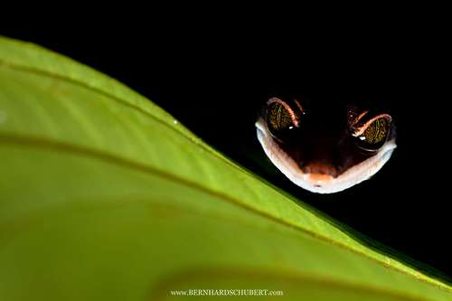 Grinsegecko