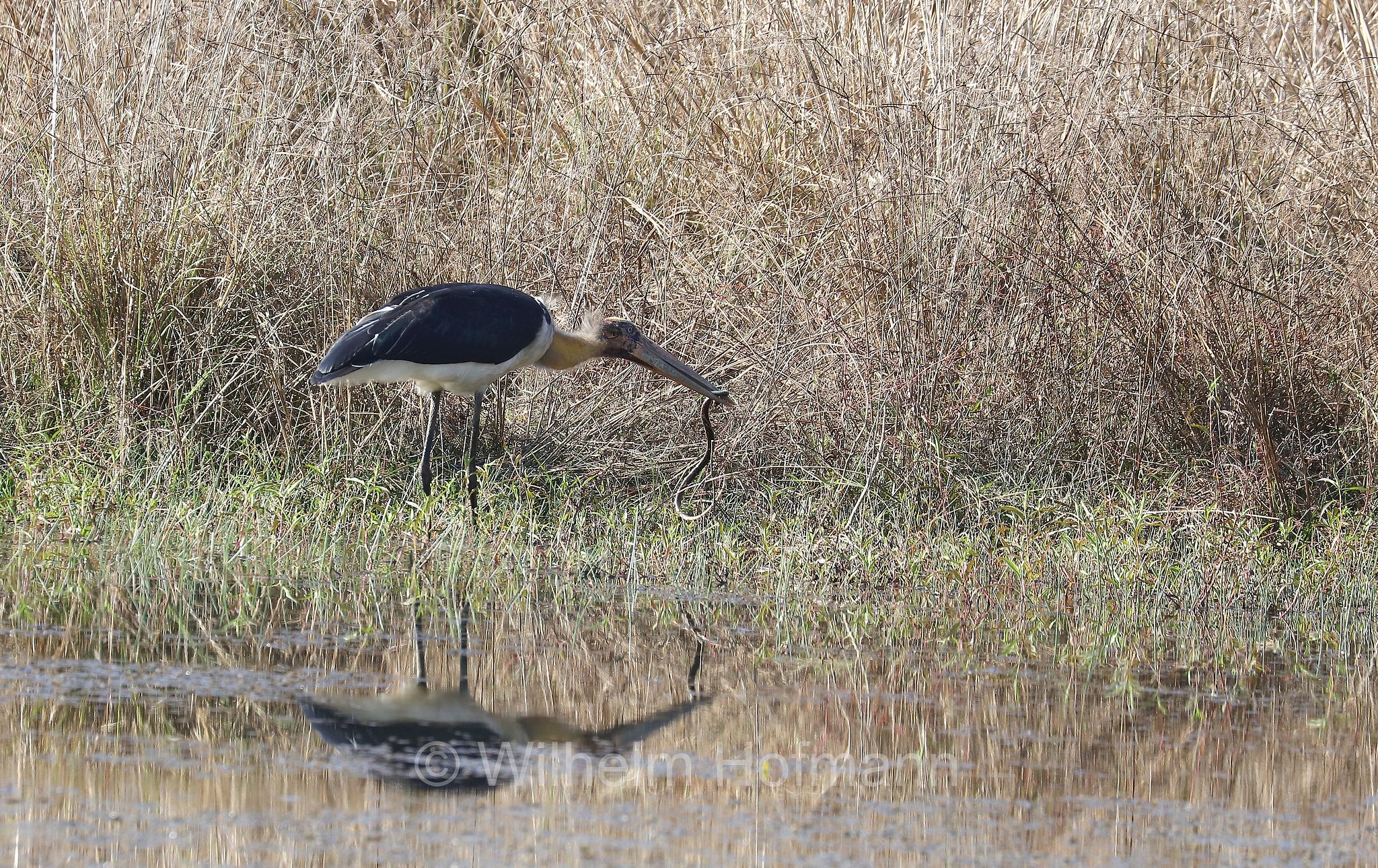 lesser adjutant, Sundamarabu, Sunda-Marabu, Malaien-Storch, Java-Marabu, Kleiner Adjutant, marabù minore, Leptoptilos javanicus, Kanha National Park, Kanha-Nationalpark, parco nazionale di Kanha, Madhya Pradesh, India, Indien