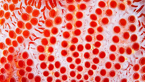 Aplidium elegans - See-Erdbeere