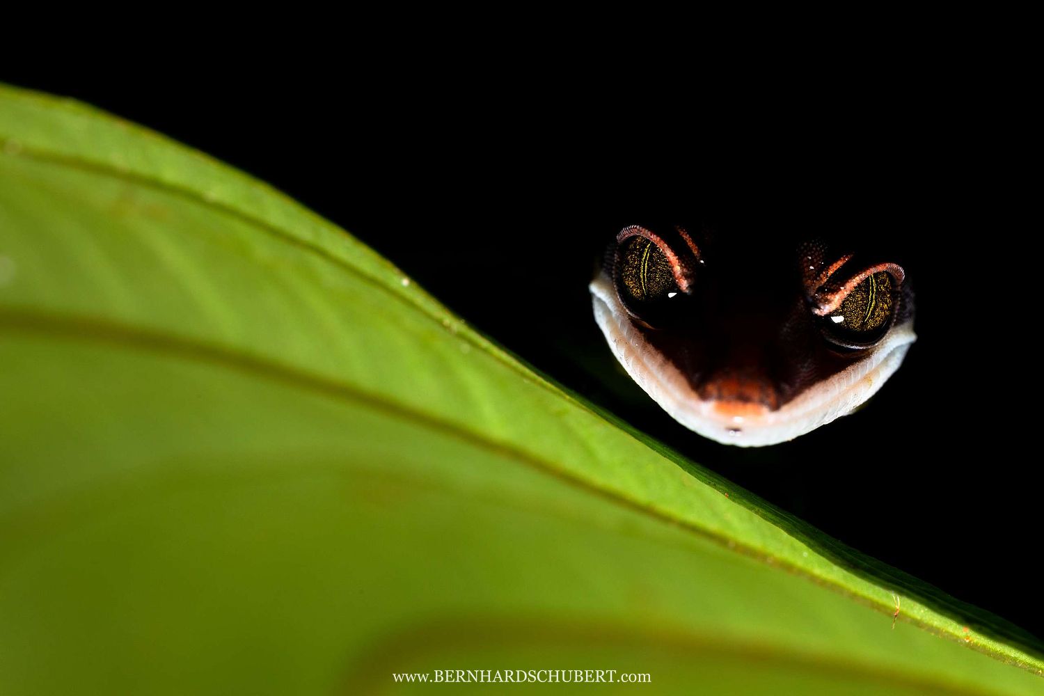 Aeluroscalabotes felinus - Katzengecko