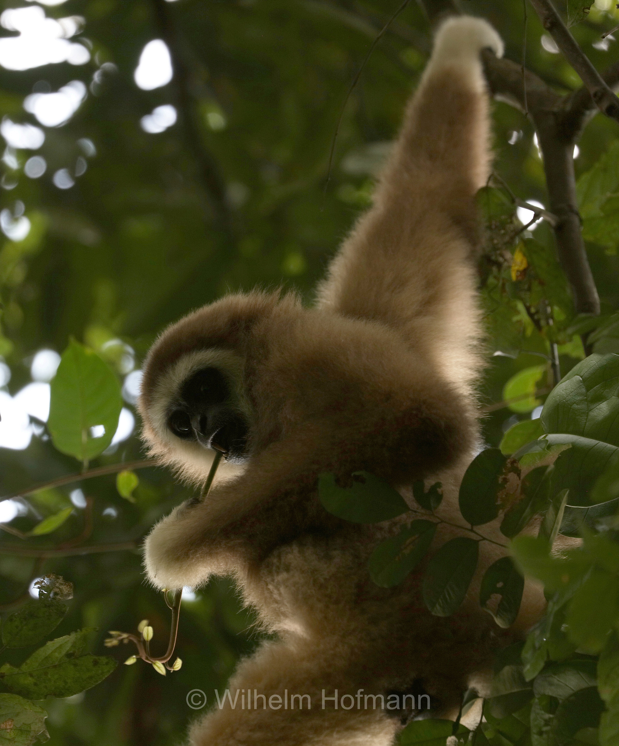 lar gibbon, white-handed gibbon, Weißhandgibbon, Lar, gibbone dalle mani bianche, lar, gibbone lar, Gunung Leuser National Park, Nationalpark Gunung Leuser, parco nazionale di Gunung Leuser, Bukit Lawang, Sumatra, Indonesia, Indonesien
