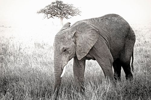 Eléphant en Tanzanie