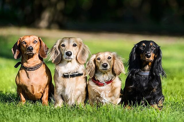 Um guia para fotografia de animais de estimação