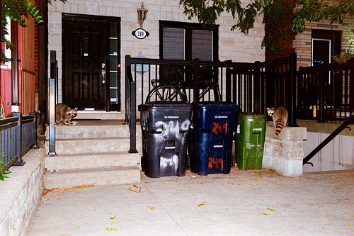 some racoons get into garbage bins on 35mm film