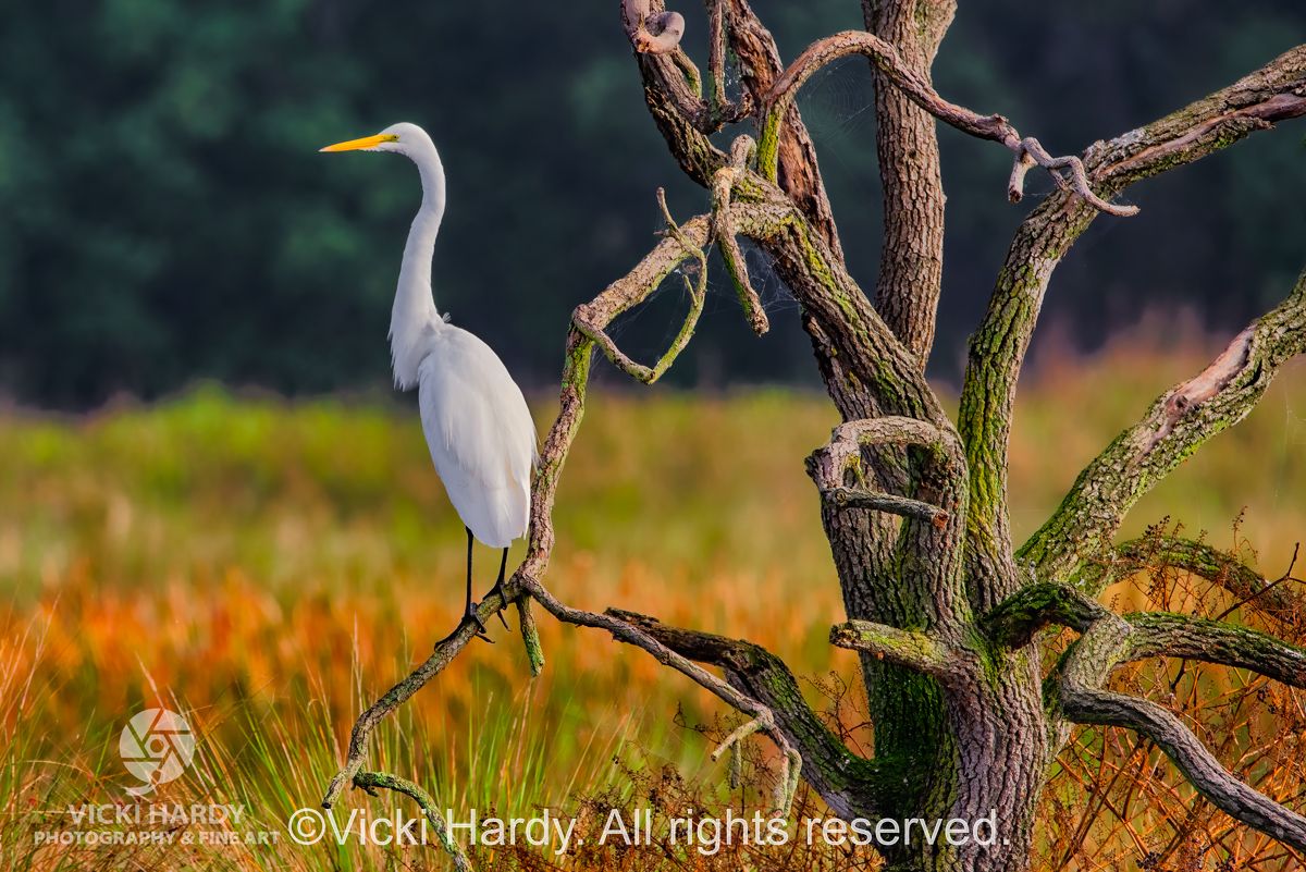 Vicki Hardy Photography Wildlife