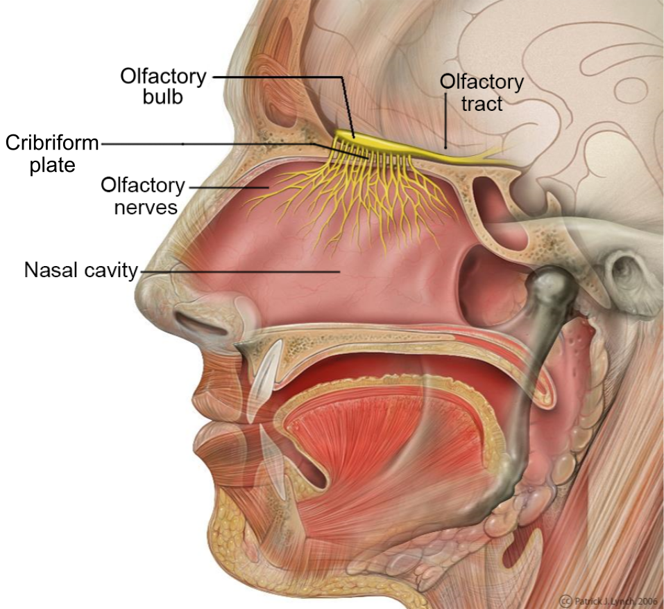 cross section illustration of a head showing nasal passage and olfactory nerves