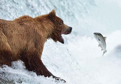 Alaska Bear Tour