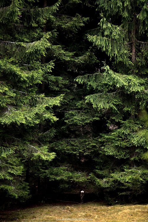 Capreolus capreolus – Reh