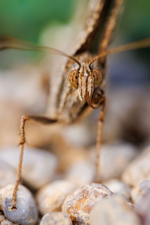 Brintesia circe - Great banded grayling
