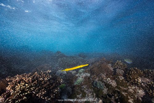 Aulostomus chinensis - Pacific trumpetfish