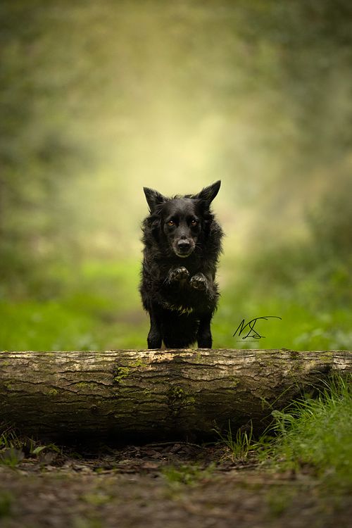 Huisdierenfotografie actiefoto zwarte hond springt over boomstam in Purmerbos
