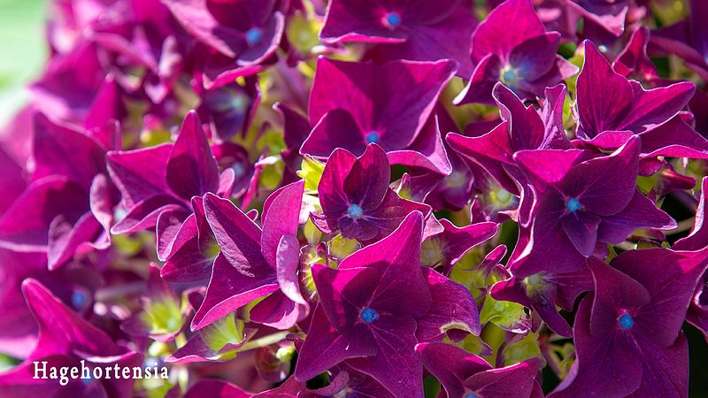 Ope til kl 16:30 i dag fredag