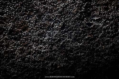 Aerodromus sp. - Dark swiftlets Edible bird's nests