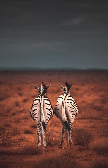 Konzept-Tierfotografie