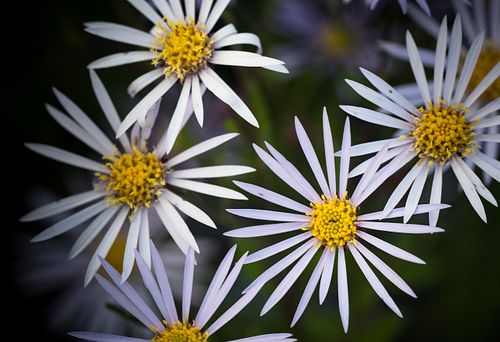 Blüten auf dem Oeschberg