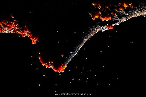 Pilz mit Fruchtfliegen