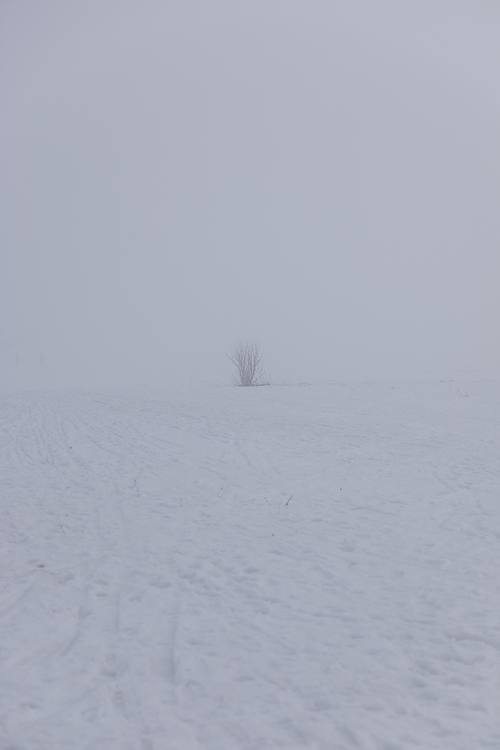 Petit bosquet dans un champ enneigé enveloppé de brouillard