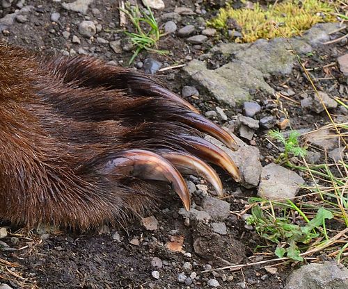 Best place for bear photography workshop & tour in the US.  Located in Katmai National Park, Brooks Camp, Brooks Falls, & Kodiak, Alaska, United States.
