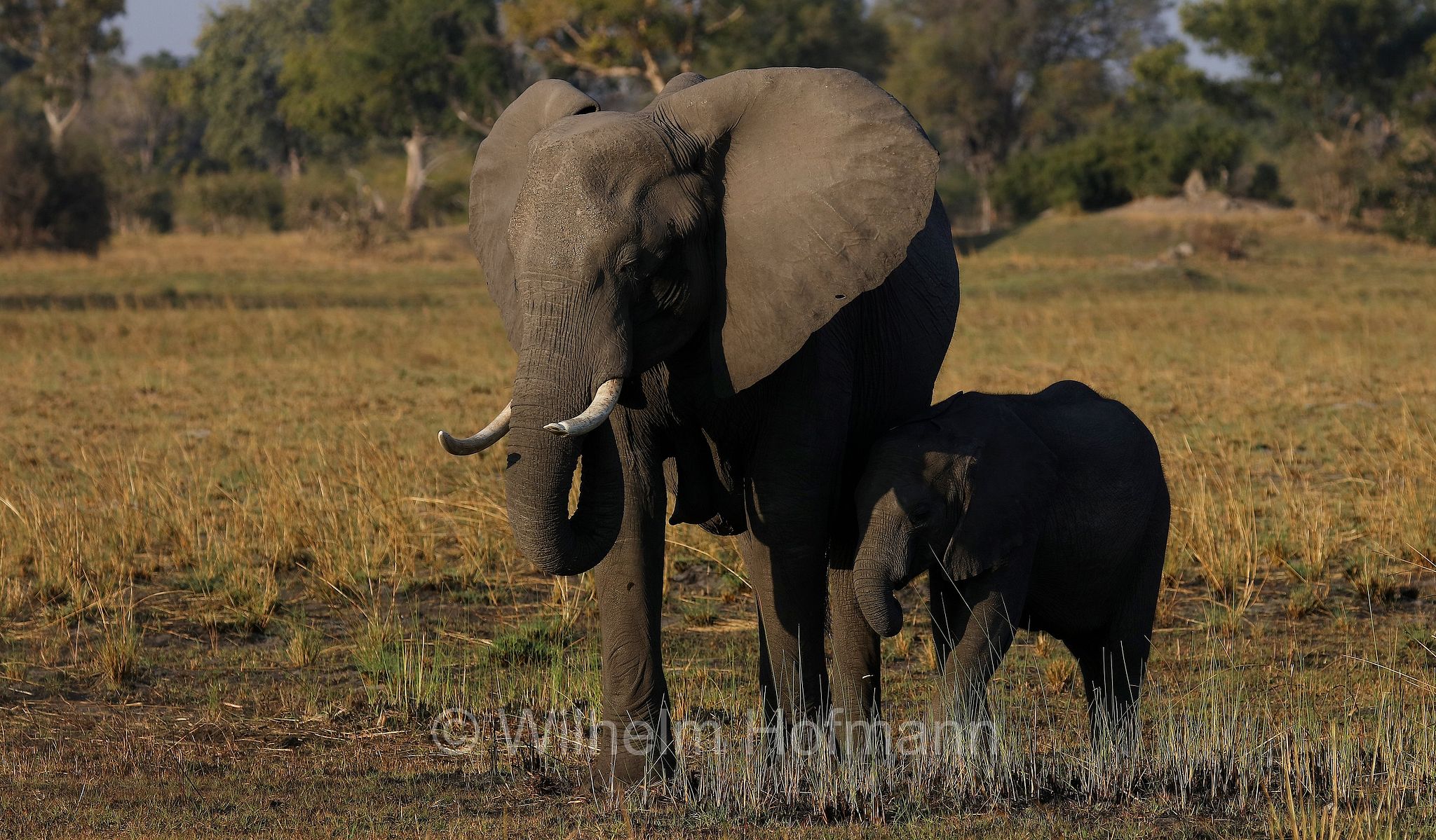 African bush elephant, African savanna elephant, Afrikanischer Elefant, Afrikanischer Buschelefant, Afrikanischer Savannenelefant, Afrikanischer Steppenelefant, elefanto africano, elefanto africano di savana, Moremi Game Reserve, Moremi-Wildreservat, Okavango Delta, Okavango Grassland, Botswana, Republik Botsuana