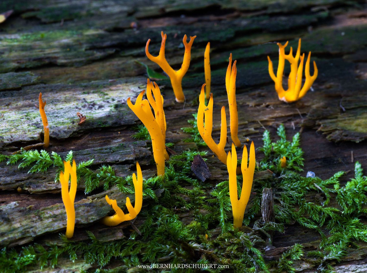 Calocera sp. - Hörnling